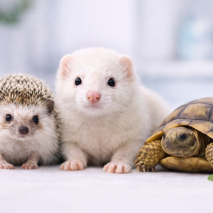 Consulta Animales Exóticos